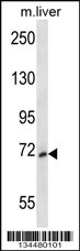 Map3k3 Antibody