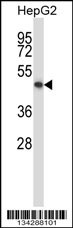 KCNK10 Antibody