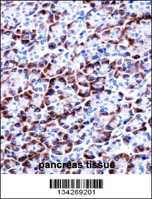 CCDC50 Antibody
