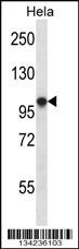 HCN1 Antibody