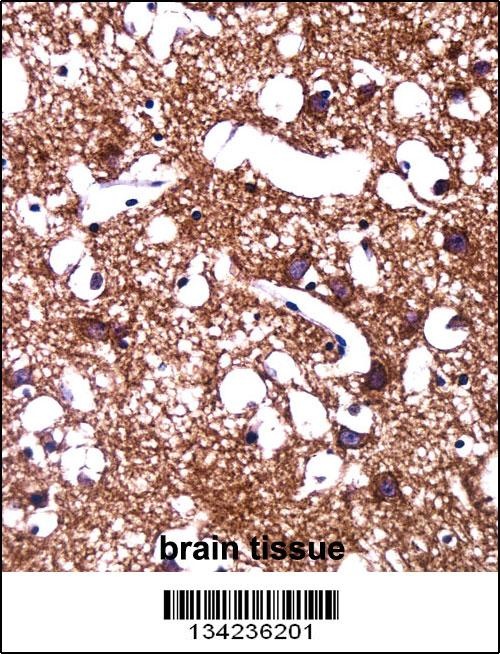 HCN1 Antibody