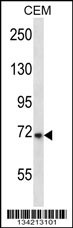 KCND3 Antibody