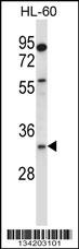 EGLN3 Antibody