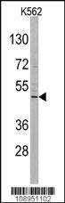 DRAGON Antibody