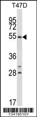 NR1D1 Antibody