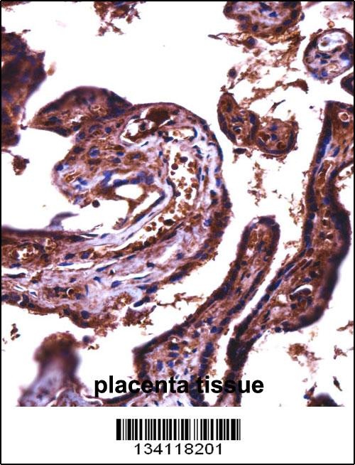 JAM2 Antibody