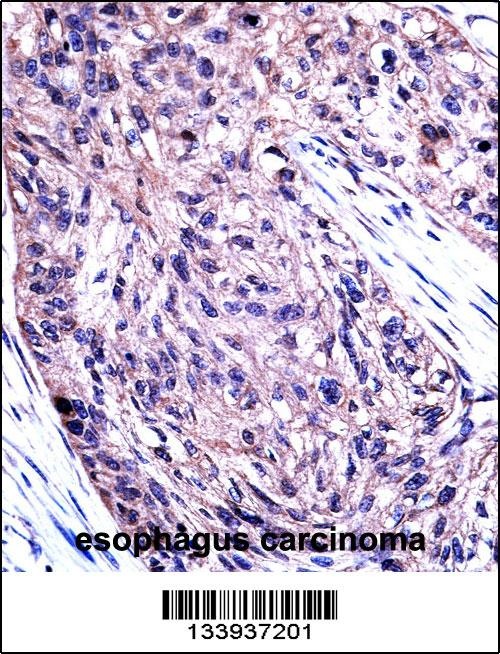 UBA7 Antibody