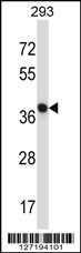 NECAB1 Antibody