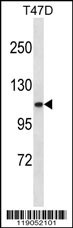 COL3A1 Antibody