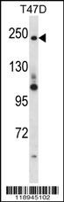 PPL Antibody