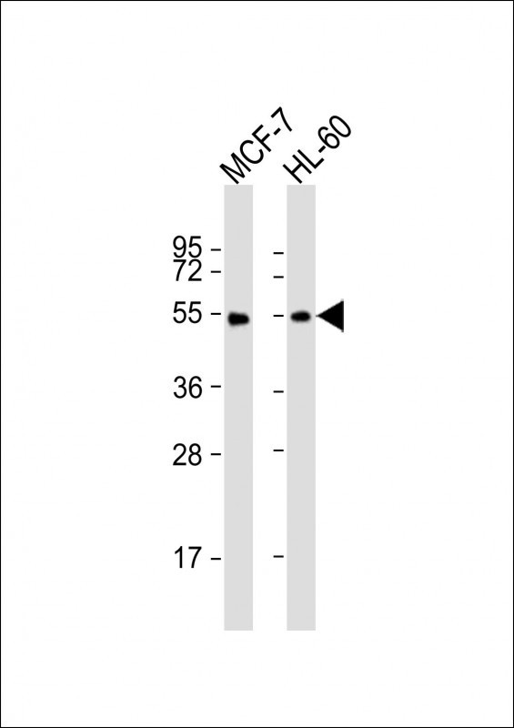 LPL Antibody