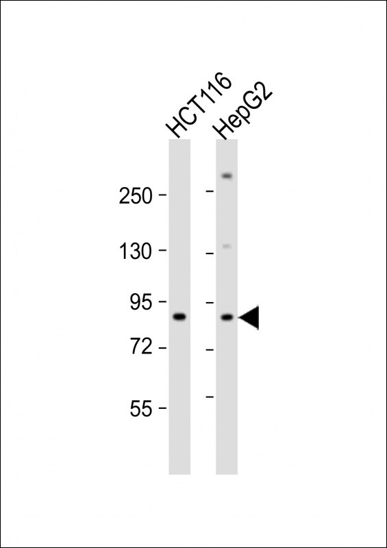 K Cadherin Antibody