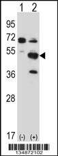 Mouse Pxk Antibody