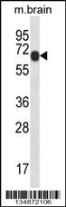 Mouse Pxk Antibody