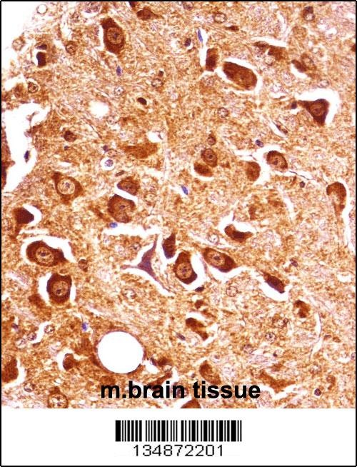 Mouse Pxk Antibody