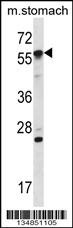 Mouse Oxsr1 Antibody
