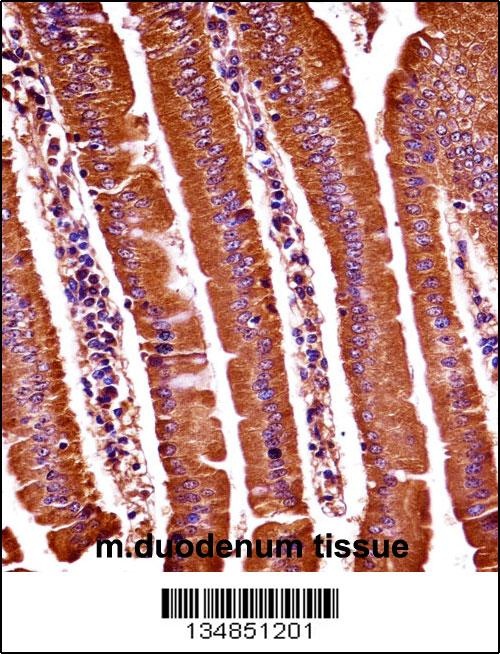 Mouse Oxsr1 Antibody
