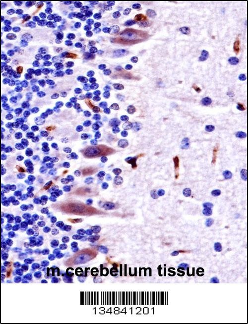 Mouse Mlk4 Antibody