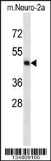 Mouse Map2k5 Antibody