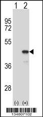 Mouse Map2k1 Antibody