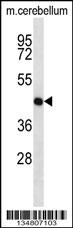 Mouse Map2k1 Antibody
