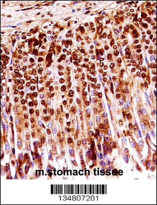 Mouse Map2k1 Antibody
