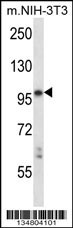 Ltk Antibody