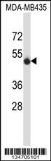 SPN Antibody