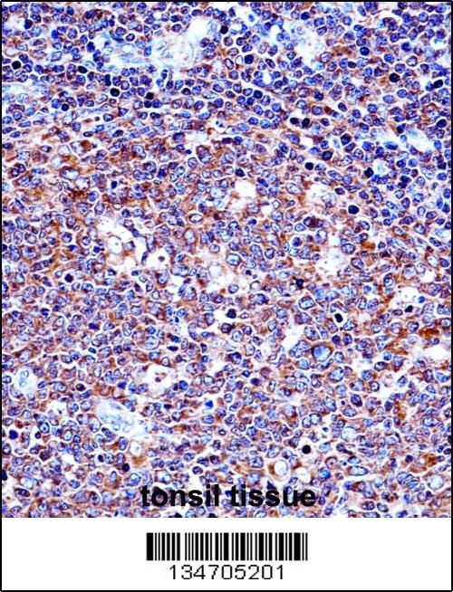 SPN Antibody