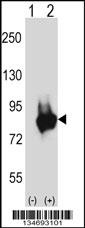 Prkd3 Antibody