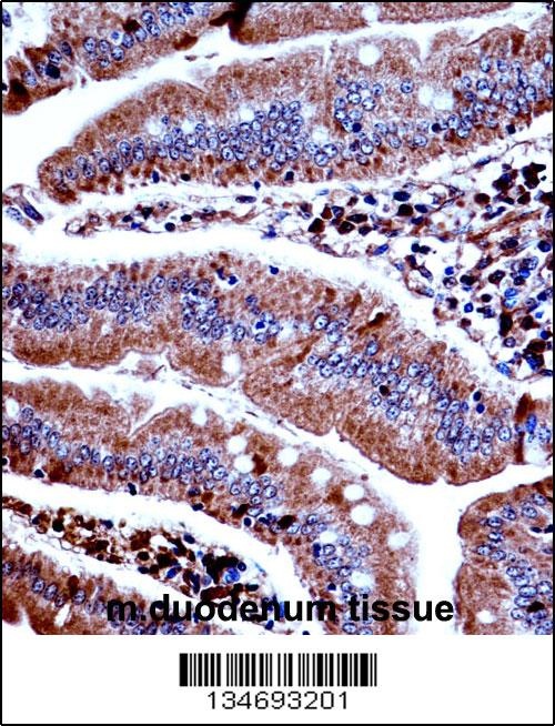Prkd3 Antibody