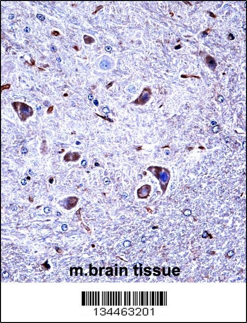 Mouse Csnk1g1 Antibody