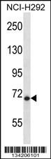 HIC1 Antibody