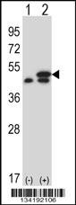EEF1G Antibody