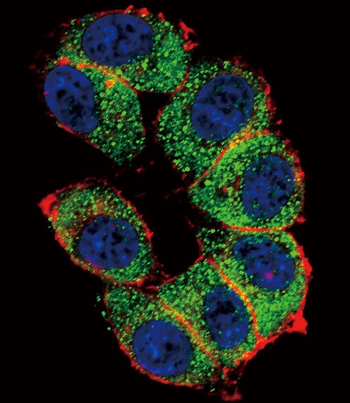 TERT Antibody