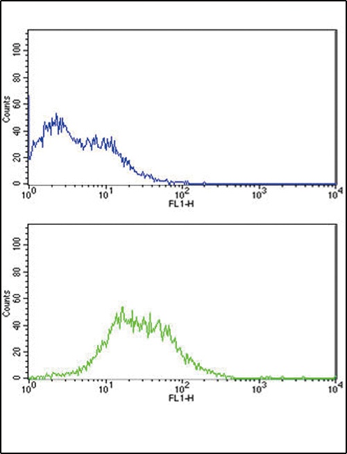 TERT Antibody