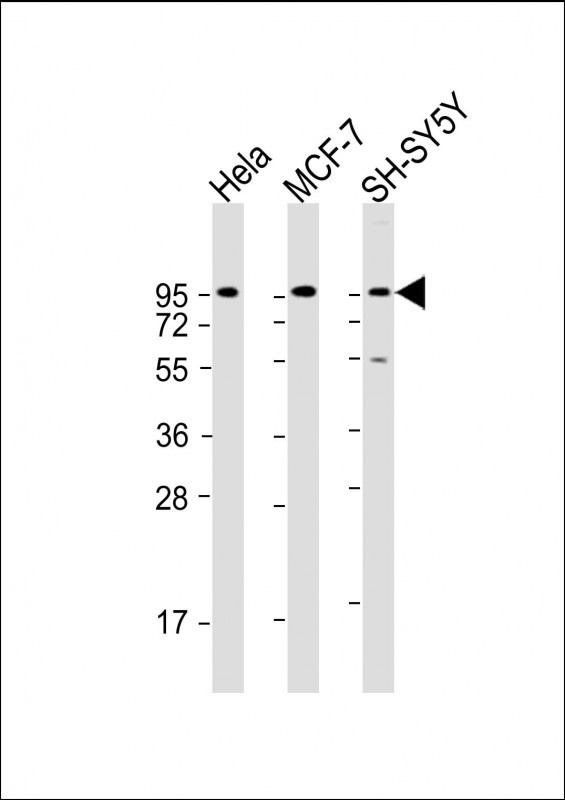 DAG1 Antibody