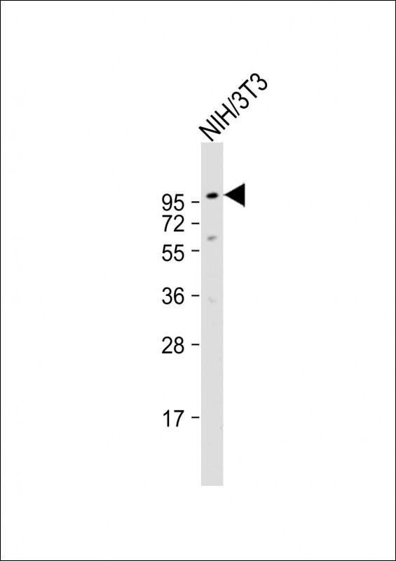 DAG1 Antibody