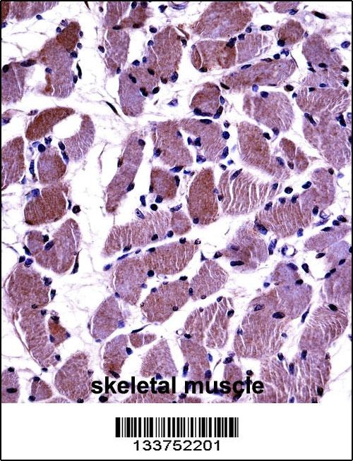 DAG1 Antibody