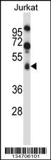 SPN Antibody