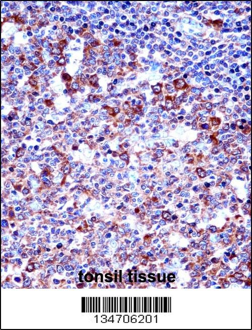 SPN Antibody