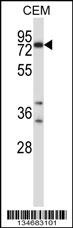 Plk2 Antibody