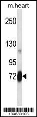 Plk2 Antibody