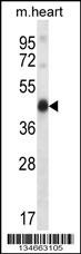 Mouse Pdk2 Antibody