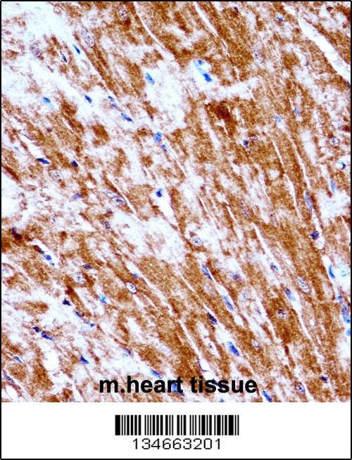 Mouse Pdk2 Antibody