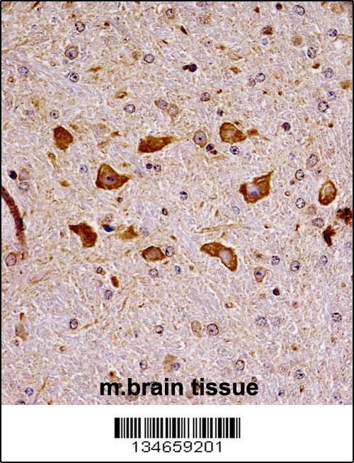 Pak7 Antibody