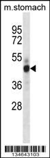 Stk26 Antibody