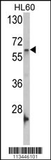Nucleostemin Antibody