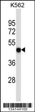 P2RX5 Antibody