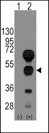 GATA4 Antibody